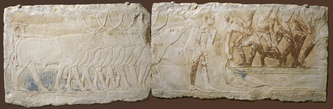 إغاثة الفلاحين الذين يقودون الماشية وصيد الأسماك ، المملكة القديمة ، 2450-2290 قبل الميلاد (الحجر الجيري المطلي) بواسطة المدرسة المصرية