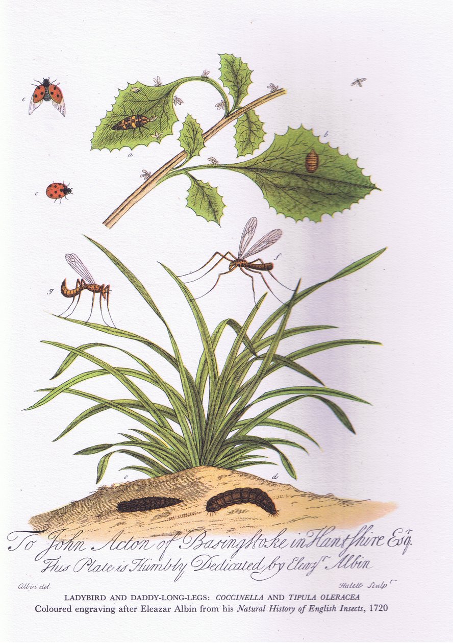 ليدي بيرد ودادي لوند سيقان: Coccinella و Tipula Oleracea (لون ليثو) بواسطة العازار (بعد) ألبين