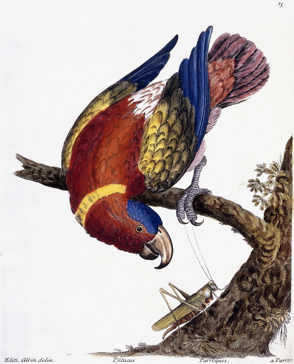 ببغاء 1731-1738 بواسطة العازار البين