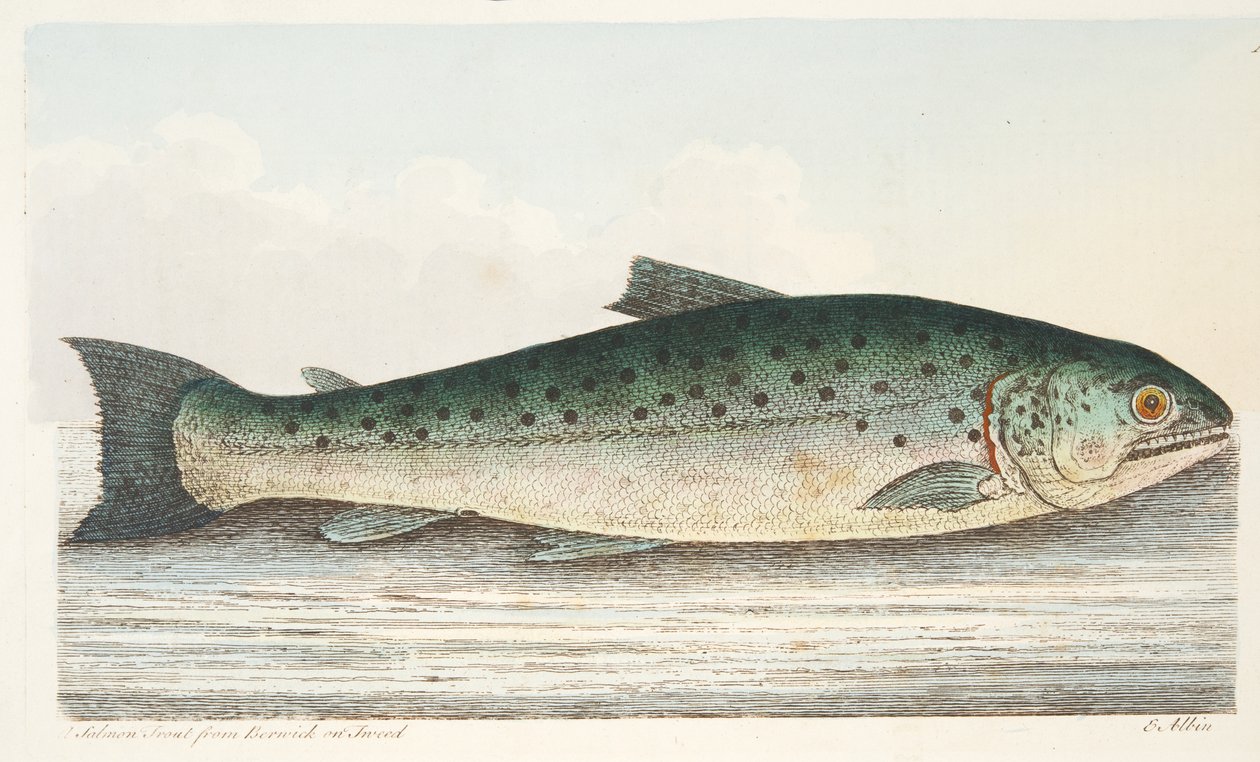 سمك السلمون المرقط من Berwick on Tweed ، من A Treatise on Fish and Fish-ponds ، حانة. 1832 (نقش يدوي) بواسطة العازار البين
