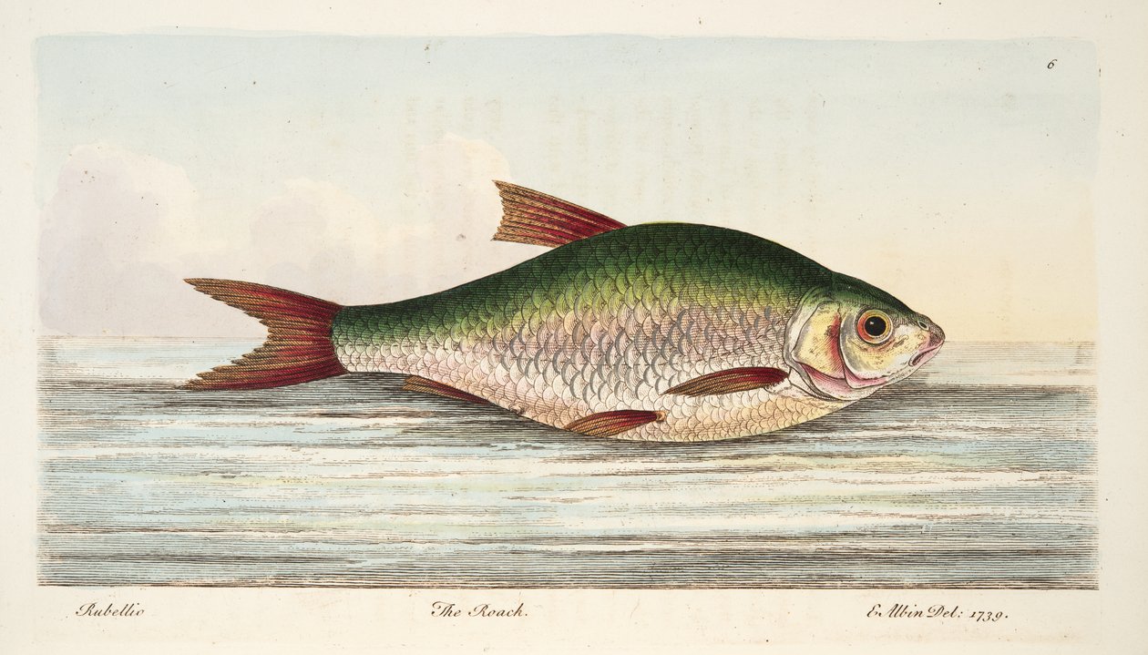 الصراصير ، من أطروحة عن الأسماك وبرك الأسماك ، حانة. 1832 (نقش يدوي) بواسطة العازار البين