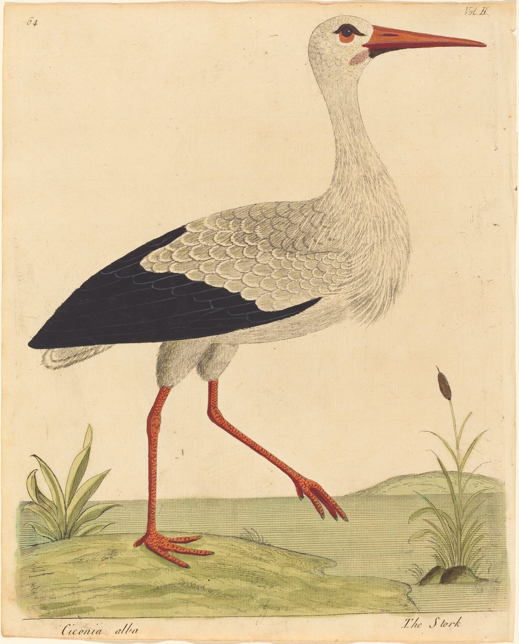 The Stork Ciconia Alba ، تم نشره 17311738. بواسطة العازار البين