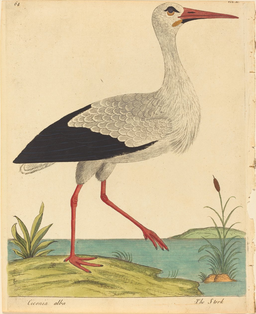 The Stork Ciconia Alba ، تم نشره 17311738. بواسطة العازار البين