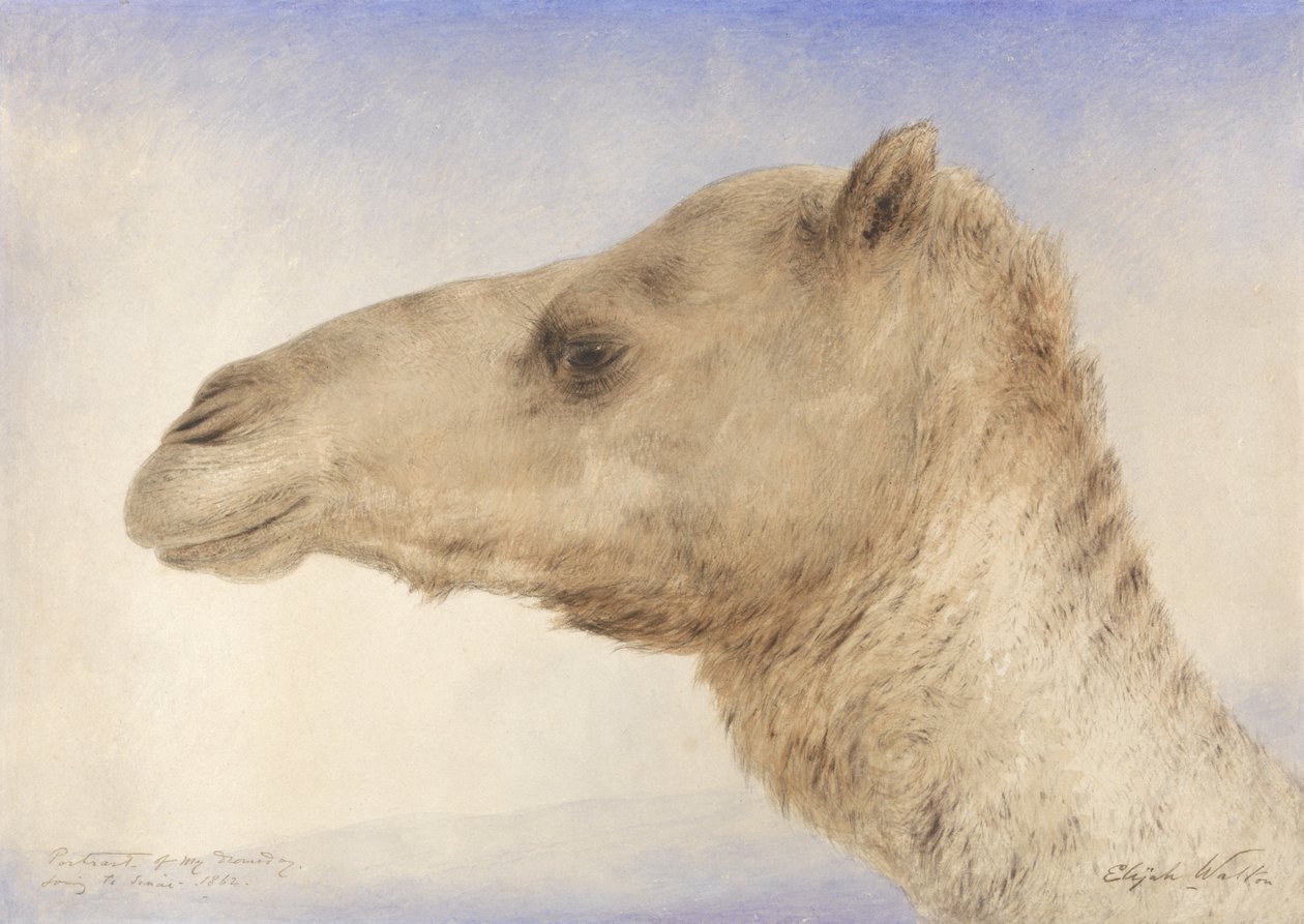 صورة للفنانين Dromedary ، 1862 (مرحاض فوق الجرافيت على الورق) بواسطة إيليا والتون
