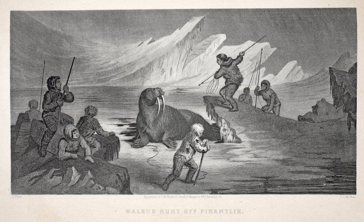 Walrus Hunt قبالة Pikantlik ، توضيح من "رحلة غرينيل الثانية في البحث عن السير جون فرانكلين ..." ، 1856 بواسطة إليشا كينت كين