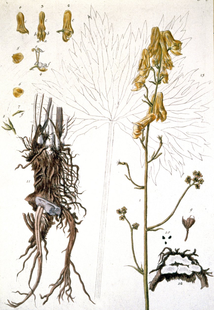 L&39;Aconit Tue Loup Wolfsbane ، 1737 بواسطة إليزابيث بلاكويل