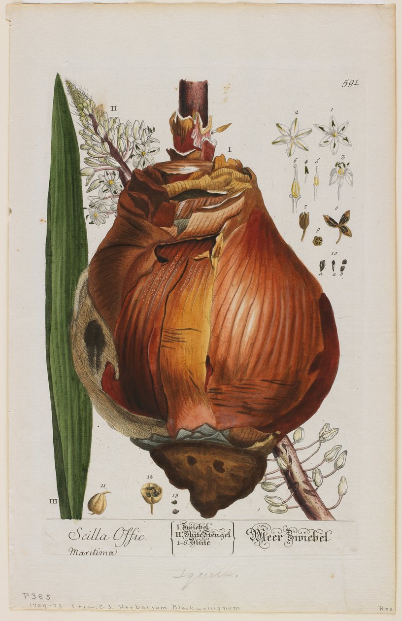Scilla Offic ، 1757-73 (النقش اليدوي المختلط الملون باليد) بواسطة إليزابيث بلاكويل