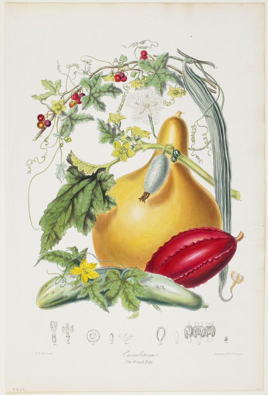 Cucurbitaceae ، قبيلة القرع ، من الرسوم التوضيحية للأوامر الطبيعية للنباتات ، 1849-55 (ليثو ملون باليد) بواسطة إليزابيث توينينج