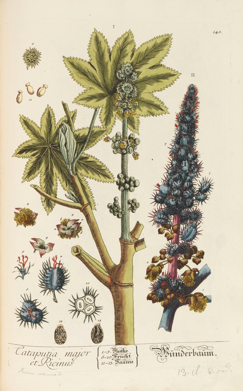 Herbarium Blackwellianum emendatum et augmentum، 1754-1773 بواسطة إليزابيث بلاشري بلاكويل