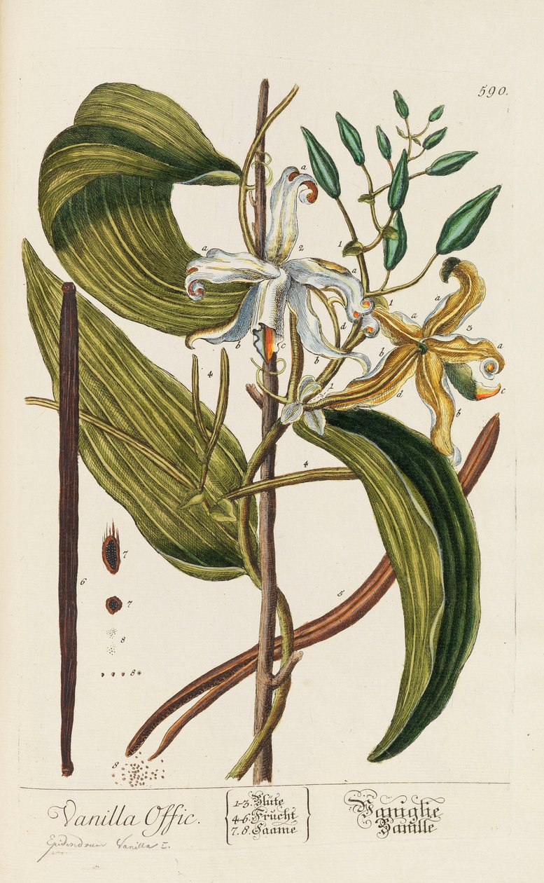 Herbarium Blackwellianum emendatum et augmentum، 1754-1773 بواسطة إليزابيث بلاشري بلاكويل