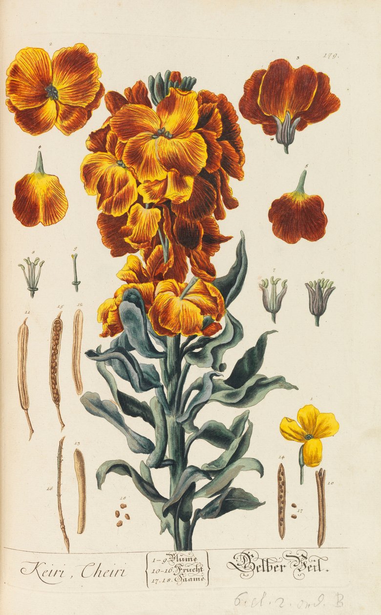 Herbarium Blackwellianum emendatum et augmentum، 1754-1773 بواسطة إليزابيث بلاشري بلاكويل