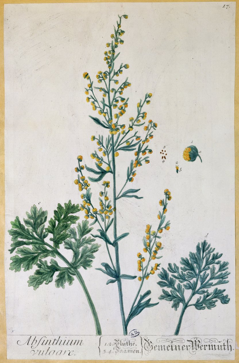 الأفسنتين ، لوحة من "Herbarium Blackwellianum" للفنان ، 1757 (نقش الألوان) بواسطة إليزابيث بلاكويل