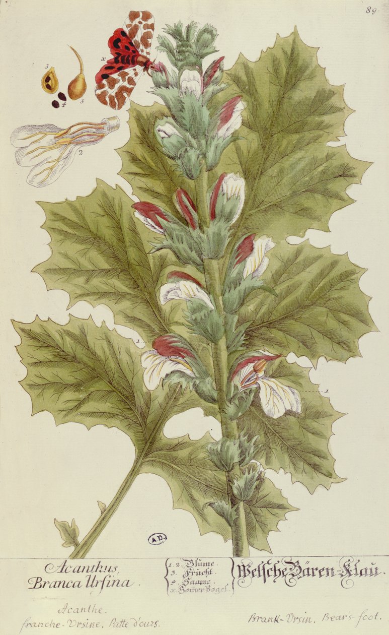 Acanthus Branca Ursina ، من A Curious Herbal ، نشر في Nuremburg في 1757 بواسطة إليزابيث بلاكويل