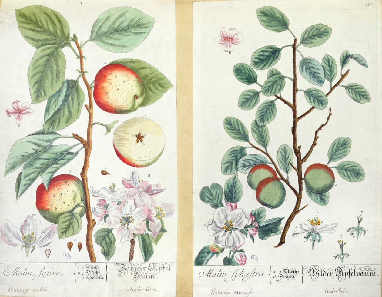 التفاح ، Malus Sativa و Malus Sylvestris ، من "Herbarium Blackwellianum" ، 1757 بواسطة إليزابيث بلاكويل