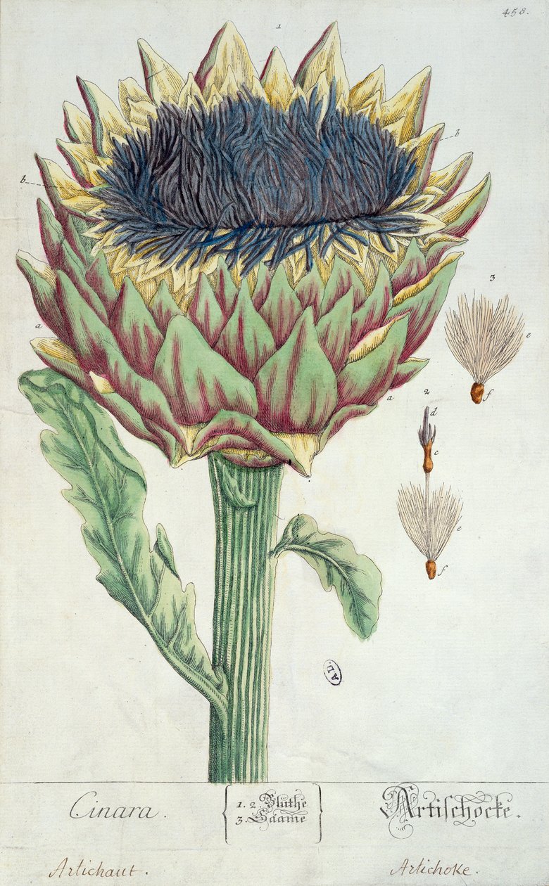 الخرشوف ، من "Herbarium Blackwellianum" ، 1757 (قلم وحبر ومرحاض على ورق) بواسطة إليزابيث بلاكويل