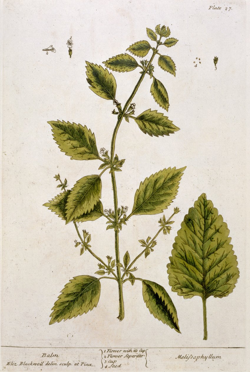 بلسم ، لوحة 27 من "A Curious Herbal" ، تم نشره عام 1782 (نقش الألوان) بواسطة إليزابيث بلاكويل