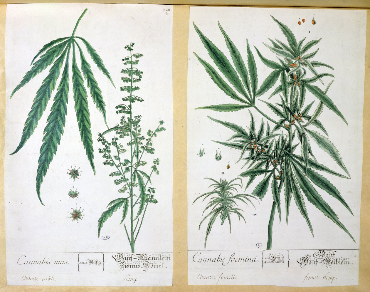 القنب ماس وفومينا القنب ، من "Herbarium Blackwellianum" ، 1757 (قلم وحبر ومرحاض على ورق) بواسطة إليزابيث بلاكويل