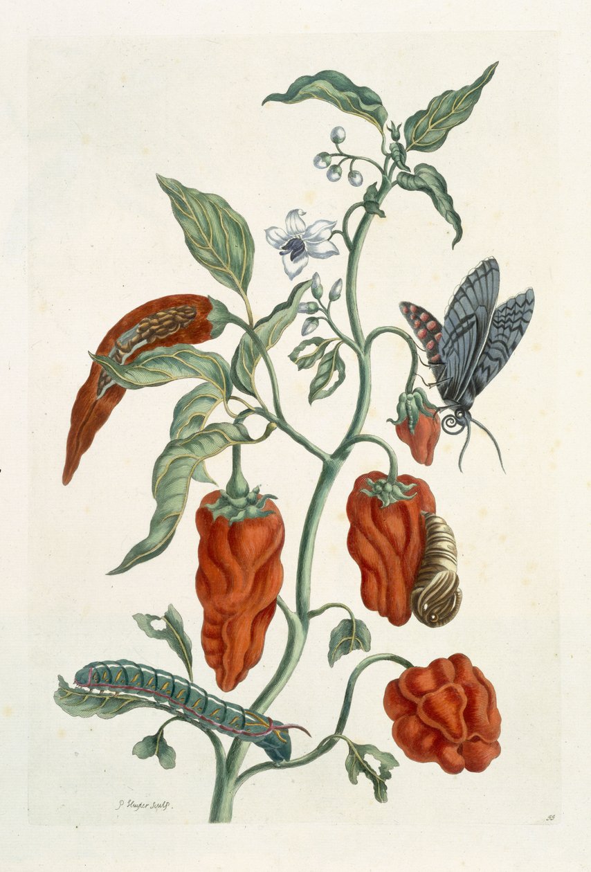 Comfrey ، من "A Curious Herbal" ، 1782 (نقش الألوان) بواسطة إليزابيث بلاكويل