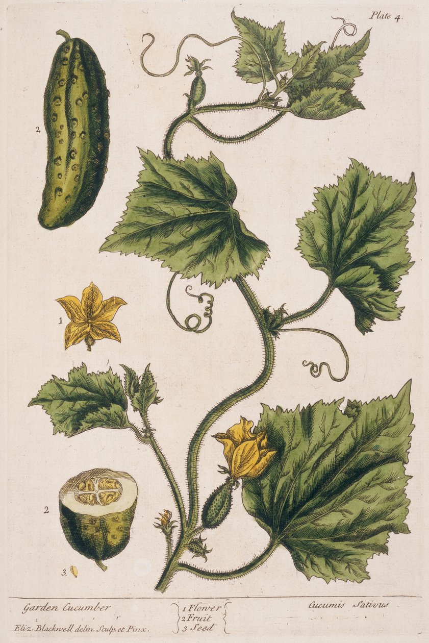 Garden Cucumber ، اللوحة 4 من "A Curious Herbal" ، تم نشره عام 1782 (نقش الألوان) بواسطة إليزابيث بلاكويل