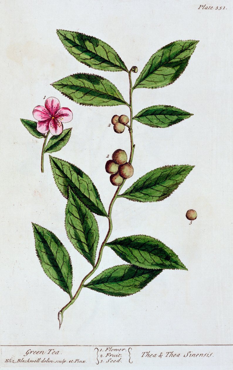 شاي أخضر ، 1782 بواسطة إليزابيث بلاكويل