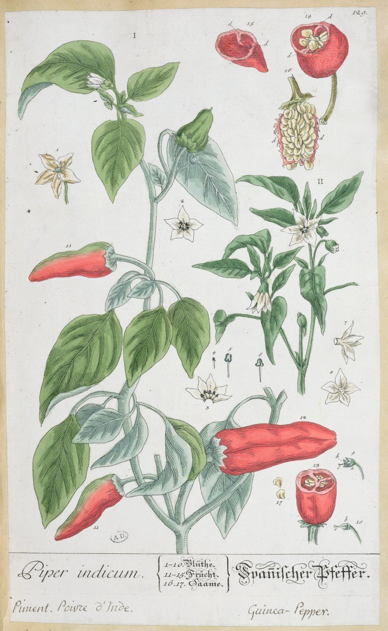 غينيا الفلفل (Piper Indicum) لوحة 129 من النسخة الألمانية من "A Curious Herbal" ، نشرت عام 1757 بواسطة إليزابيث بلاكويل