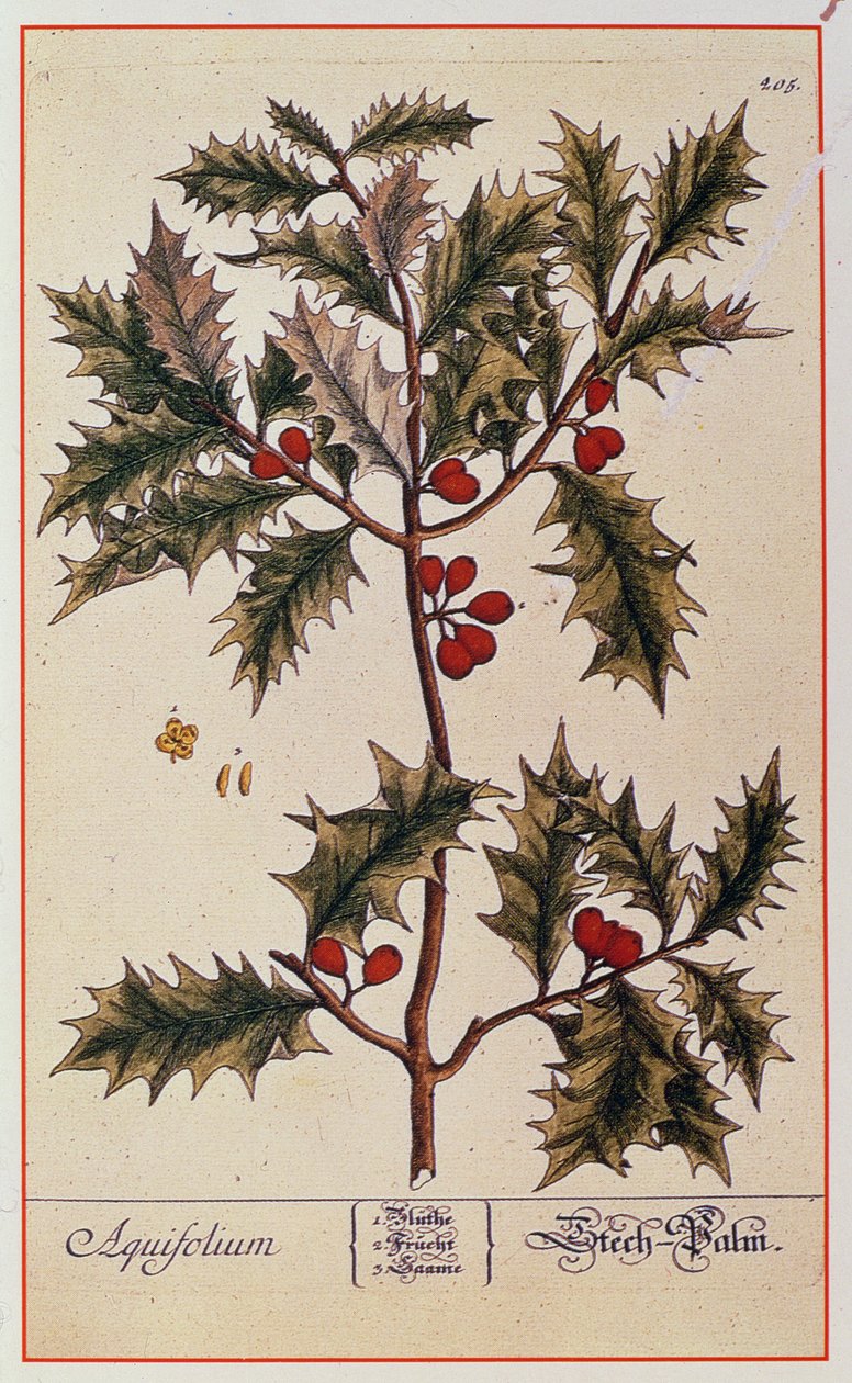 هولي من "A Curious Herbal" ، 1782 بواسطة إليزابيث بلاكويل