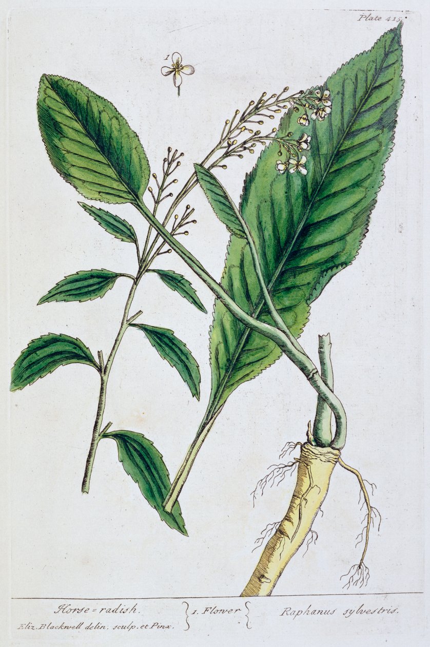 الفجل ، 1782 بواسطة إليزابيث بلاكويل