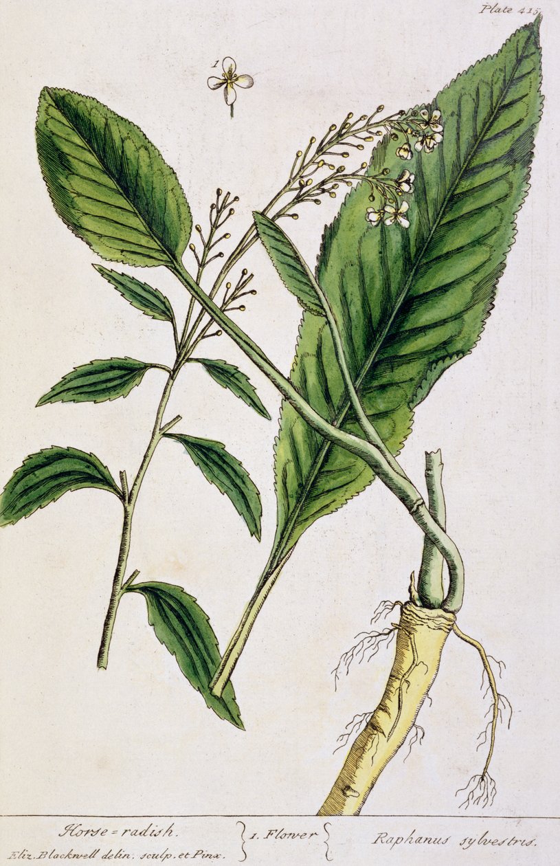 الفجل ، اللوحة 415 من "A Curious Herbal" ، تم نشره عام 1782 (نقش الألوان) بواسطة إليزابيث بلاكويل