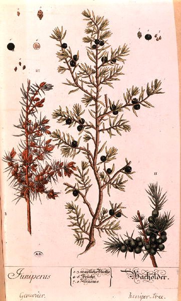 صفيحة العرعر (العرعر) من الطبعة الألمانية من 'A Curious Herbal' ، نُشرت عام 1757 (نقش ملون) بواسطة إليزابيث بلاكويل