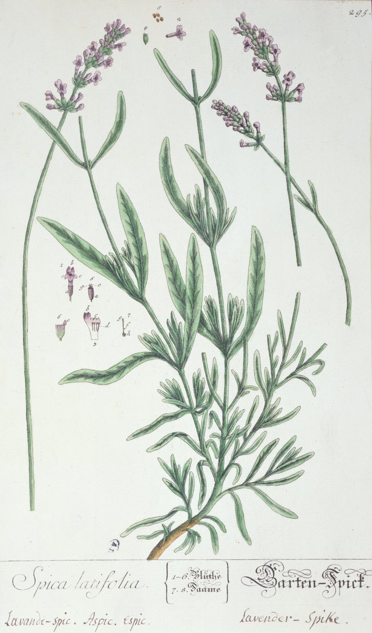 لافندر سبايك ، لوحة من "Herbarium Blackwellianum" للفنان ، 1757 (قلم وحبر ومرحاض على ورق) بواسطة إليزابيث بلاكويل
