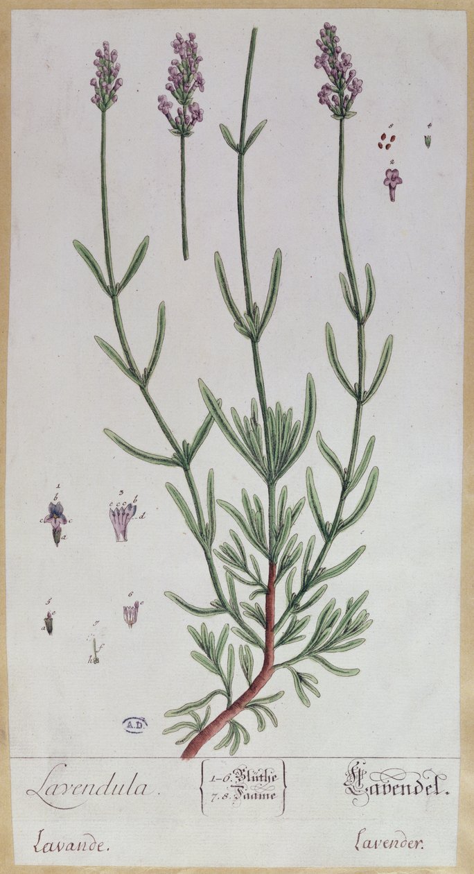 لافندر ، لوحة من "Herbarium Blackwellianum" للفنان ، 1757 (قلم وحبر ومرحاض على ورق) بواسطة إليزابيث بلاكويل