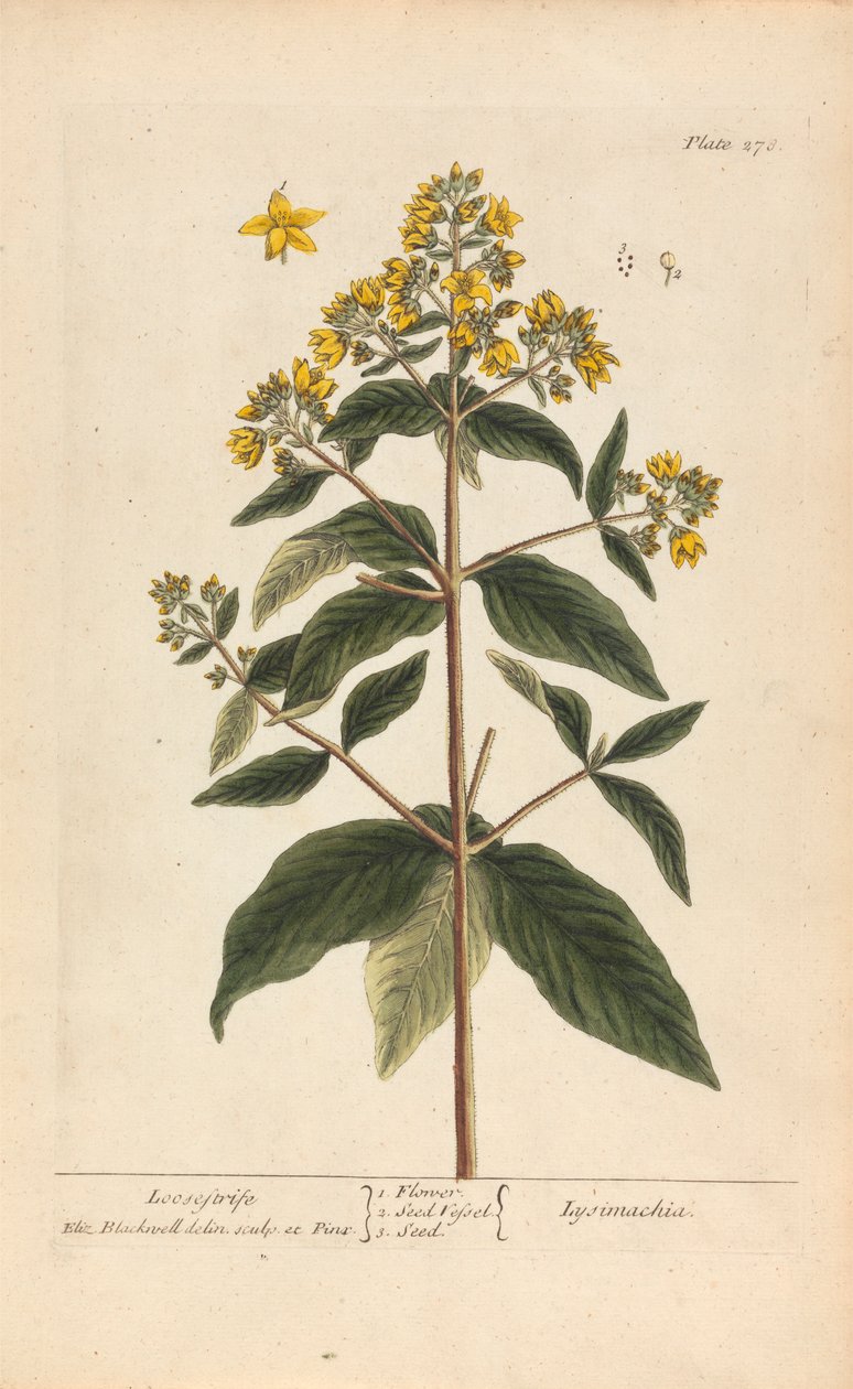 Lysimachia (Loosestrife) ، لوحة 278 من "A Curious Herbal" ، المجلد الثاني ، لندن ، 1737 بواسطة إليزابيث بلاكويل