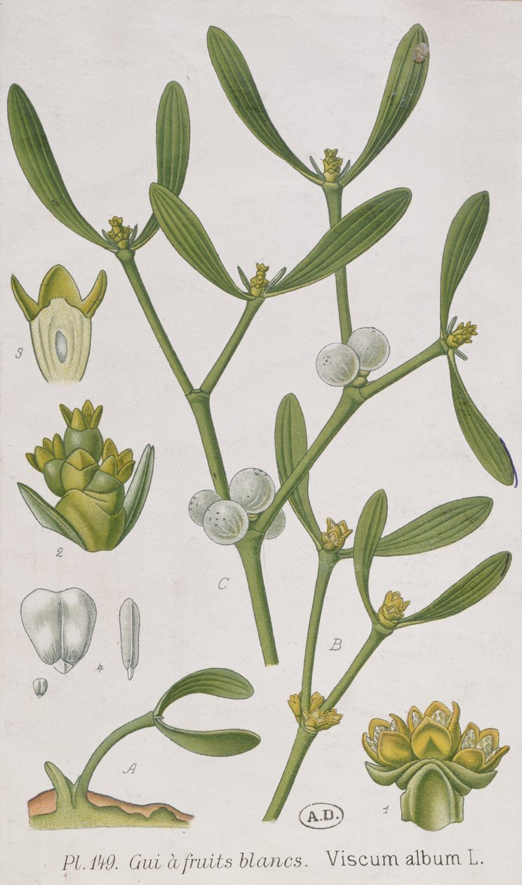 Mistletoe ، من "A Curious Herbal" ، نشر في Nuremburg في 1757 بواسطة إليزابيث بلاكويل
