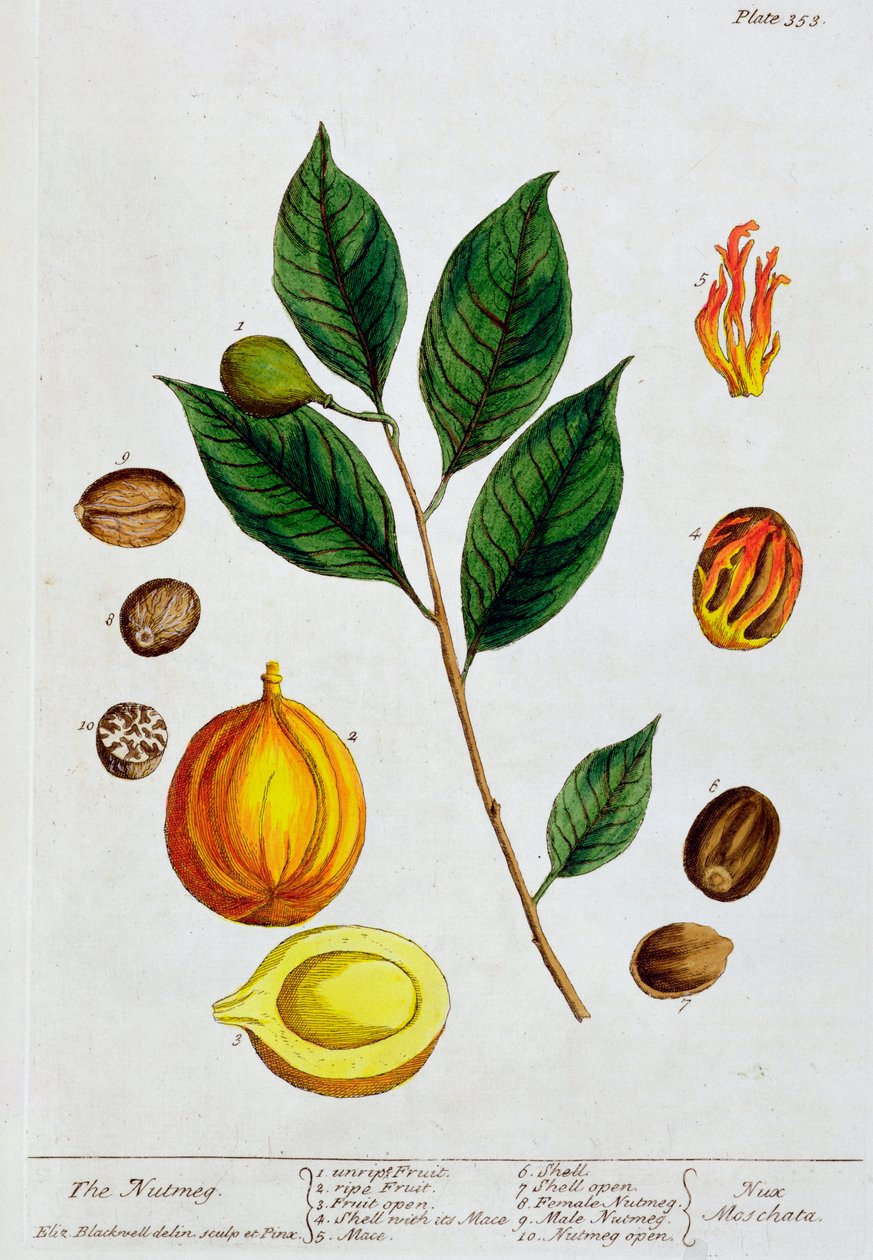 جوزة الطيب ، 1782 بواسطة إليزابيث بلاكويل