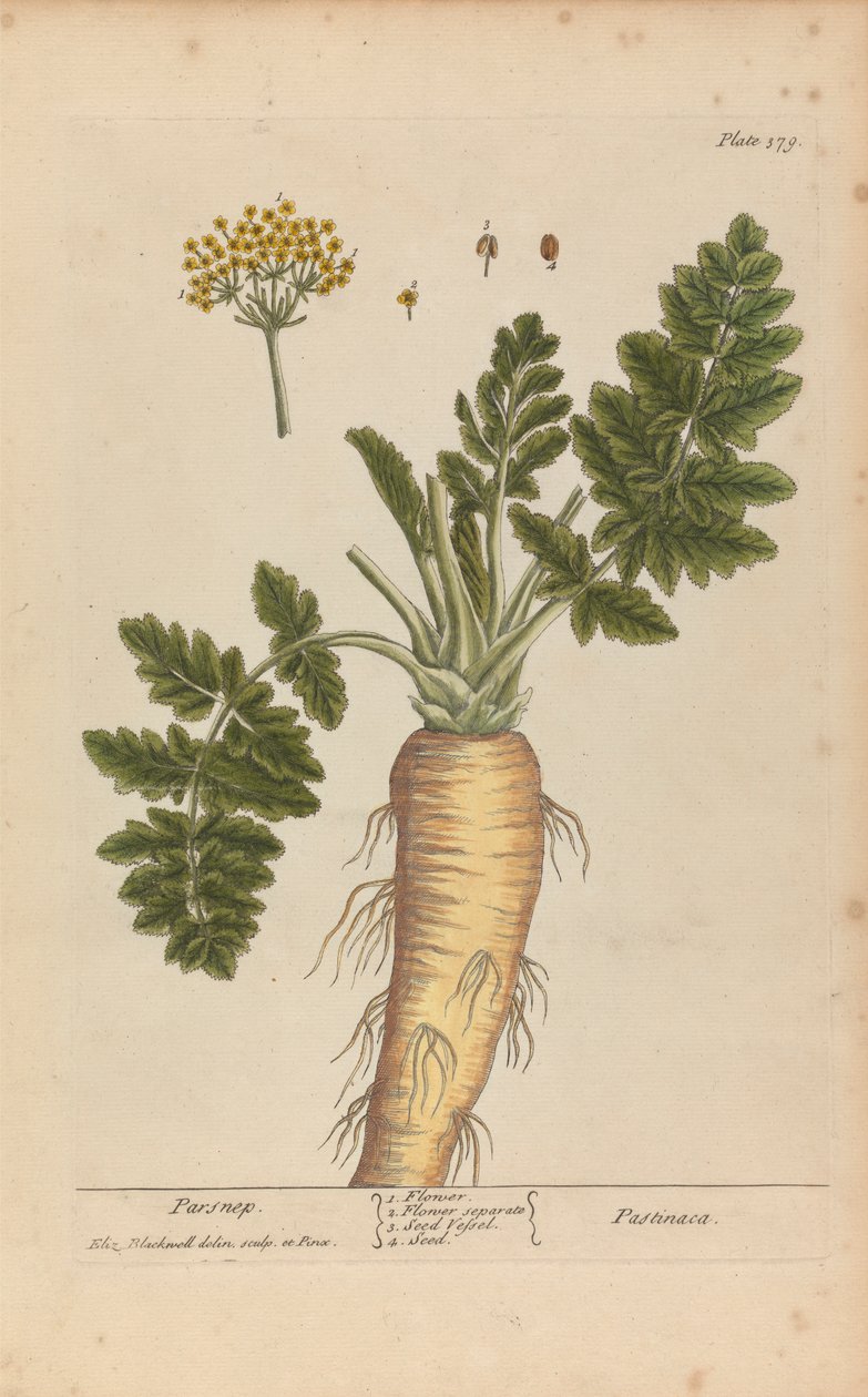 Pastinaca (الجزر الأبيض) ، لوحة 379 من "A Curious Herbal" ، المجلد الثاني ، لندن ، 1737 بواسطة إليزابيث بلاكويل