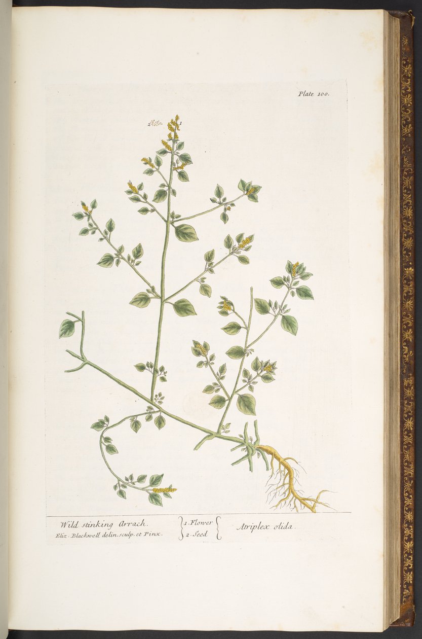 اللوحة 100 من A Curious Herbal بواسطة إليزابيث بلاكويل