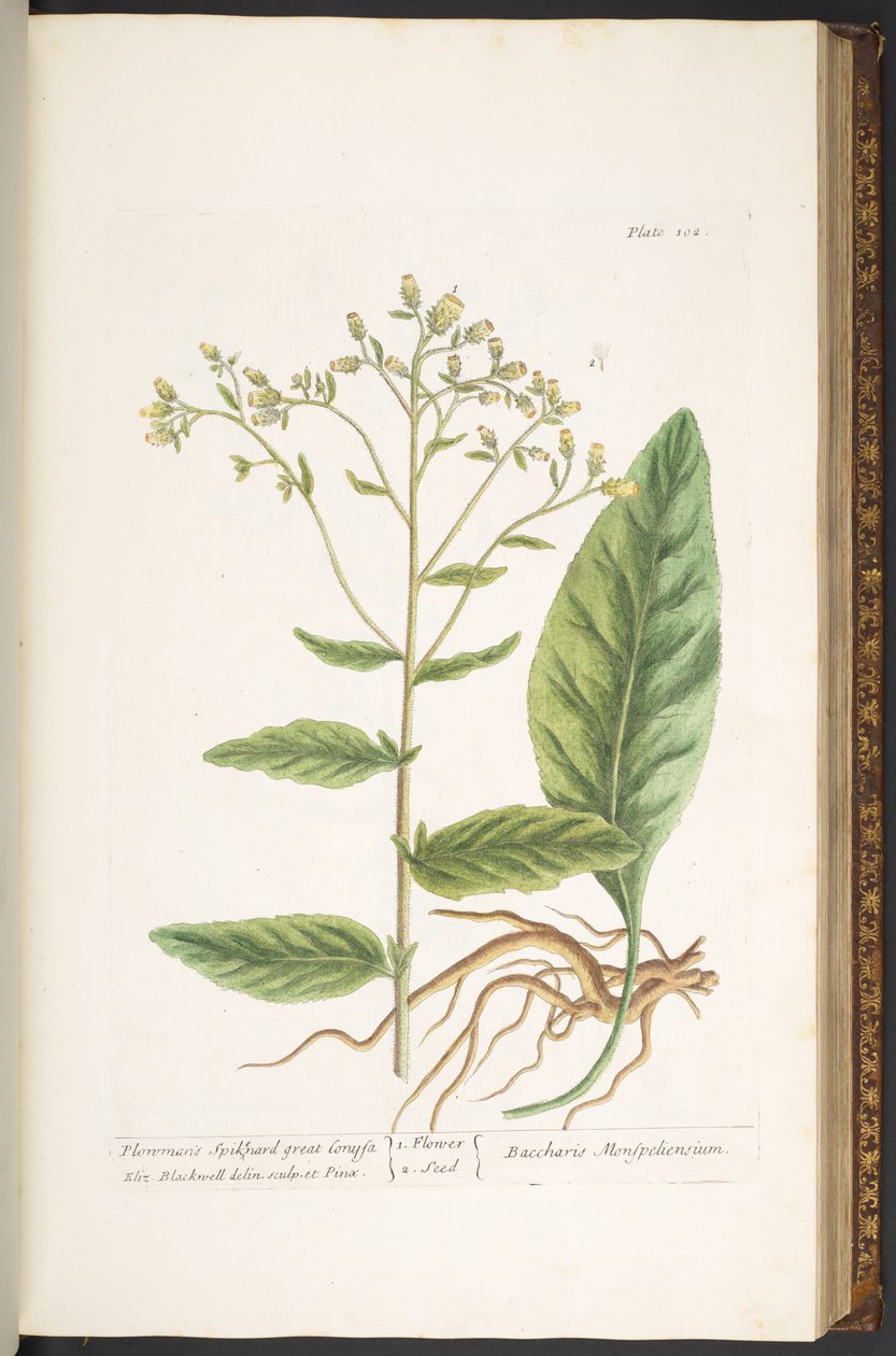 اللوحة 102 من A Curious Herbal بواسطة إليزابيث بلاكويل