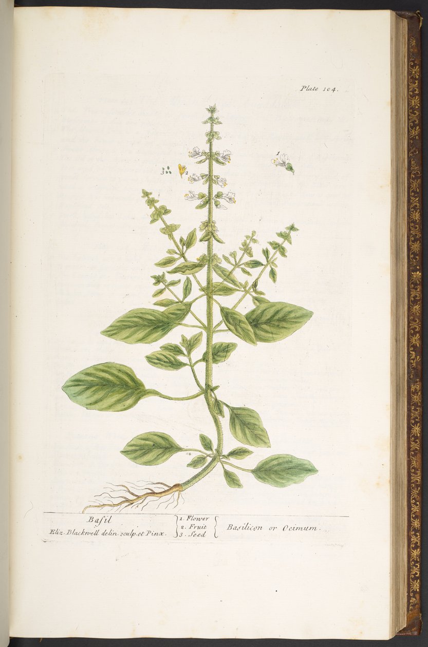 اللوحة 104 من A Curious Herbal بواسطة إليزابيث بلاكويل