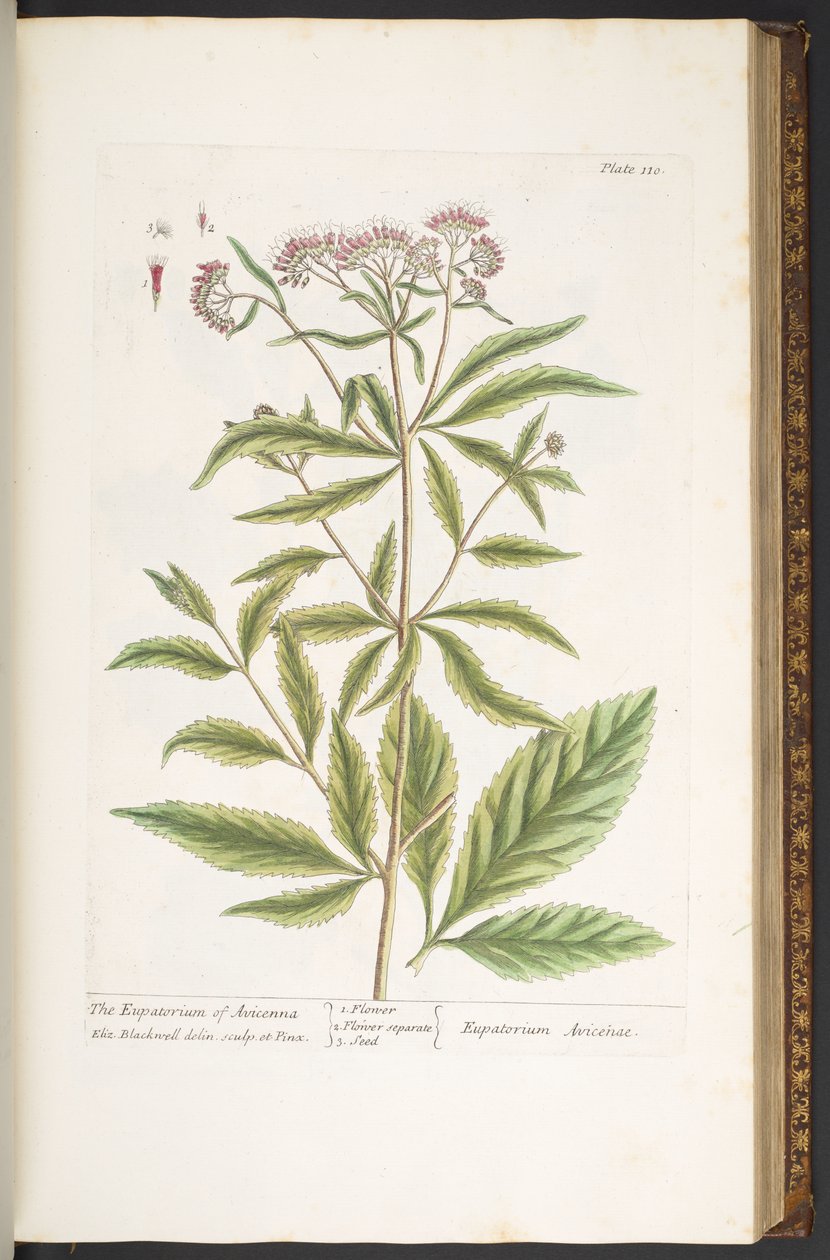 اللوحة 110 من A Curious Herbal بواسطة إليزابيث بلاكويل