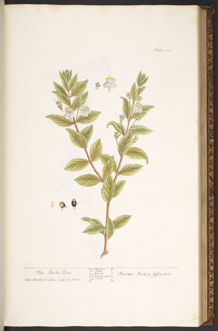 اللوحة 114 من A Curious Herbal بواسطة إليزابيث بلاكويل