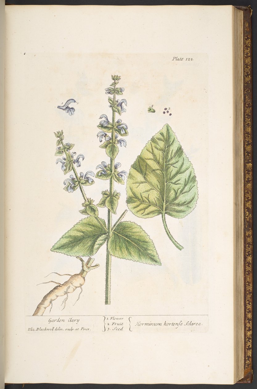 اللوحة 122 من A Curious Herbal بواسطة إليزابيث بلاكويل