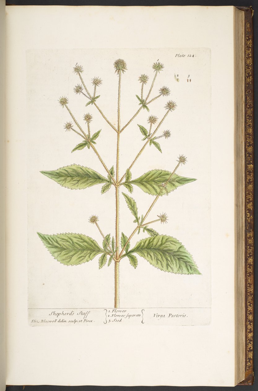 اللوحة 124 من A Curious Herbal بواسطة إليزابيث بلاكويل