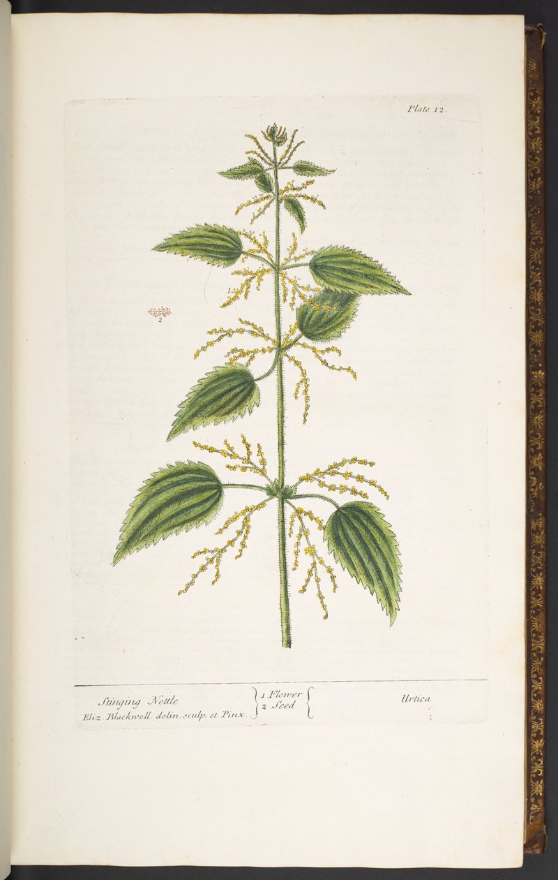 اللوحة 12 ، نبات القراص اللاذع ، من "A Curious Herbal" بواسطة إليزابيث بلاكويل