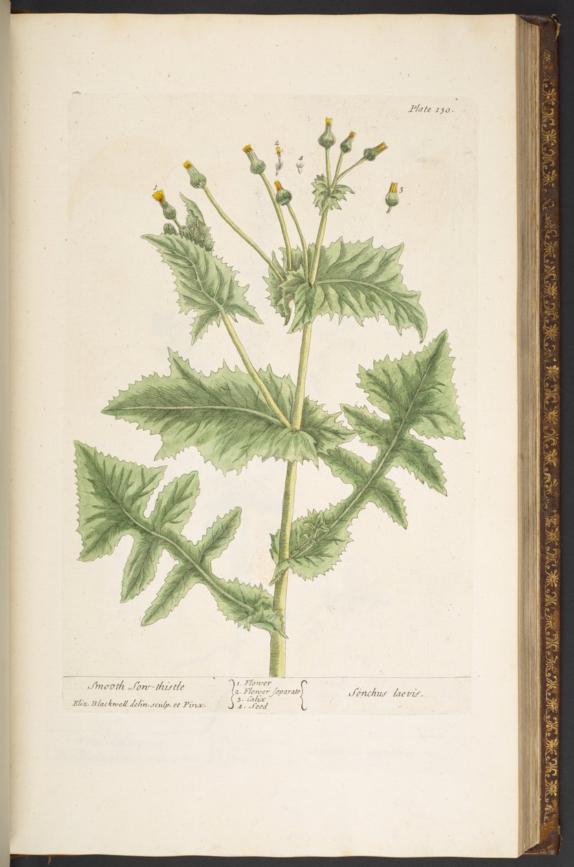 اللوحة 130 ، Smooth Son-Thistle ، من "A Curious Herbal" بواسطة إليزابيث بلاكويل