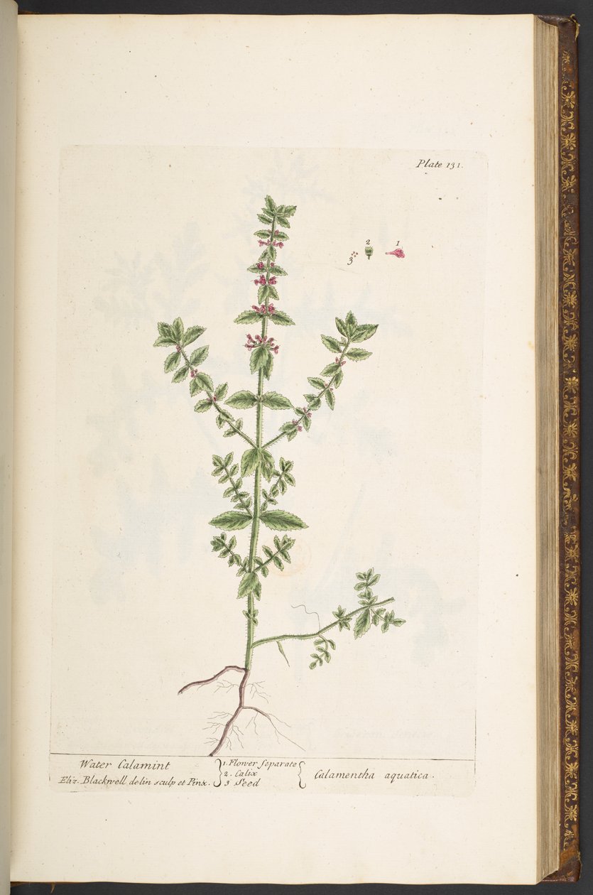 اللوحة 131 من A Curious Herbal بواسطة إليزابيث بلاكويل