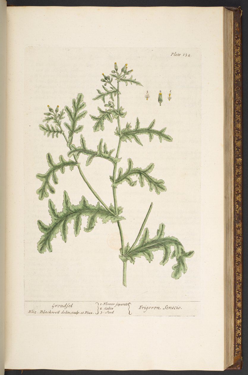 اللوحة 132 من كتاب A Curious Herbal بواسطة إليزابيث بلاكويل