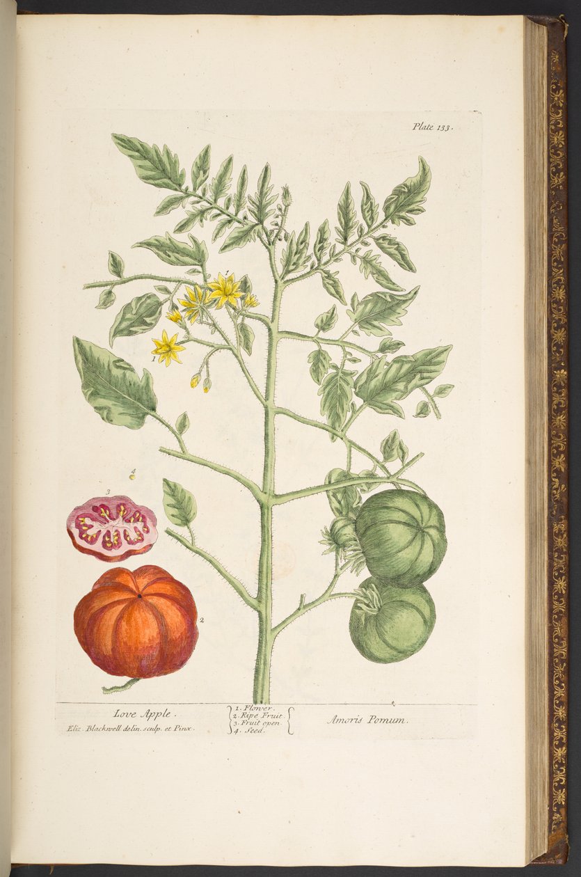 اللوحة 133 من "A Curious Herbal" بواسطة إليزابيث بلاكويل