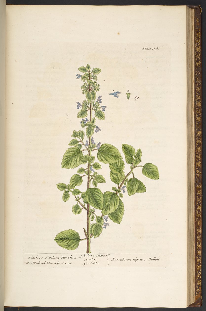 اللوحة 136 من A Curious Herbal بواسطة إليزابيث بلاكويل