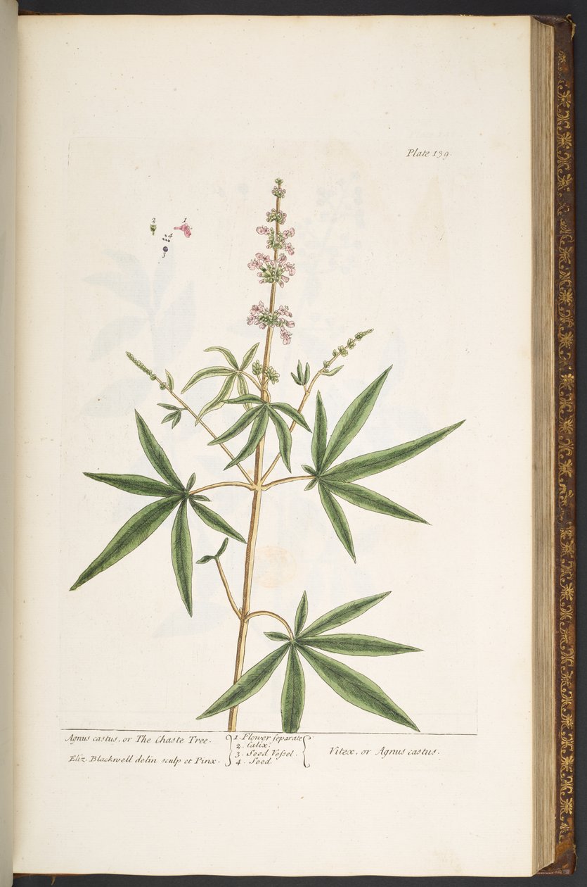 اللوحة 139 من A Curious Herbal بواسطة إليزابيث بلاكويل