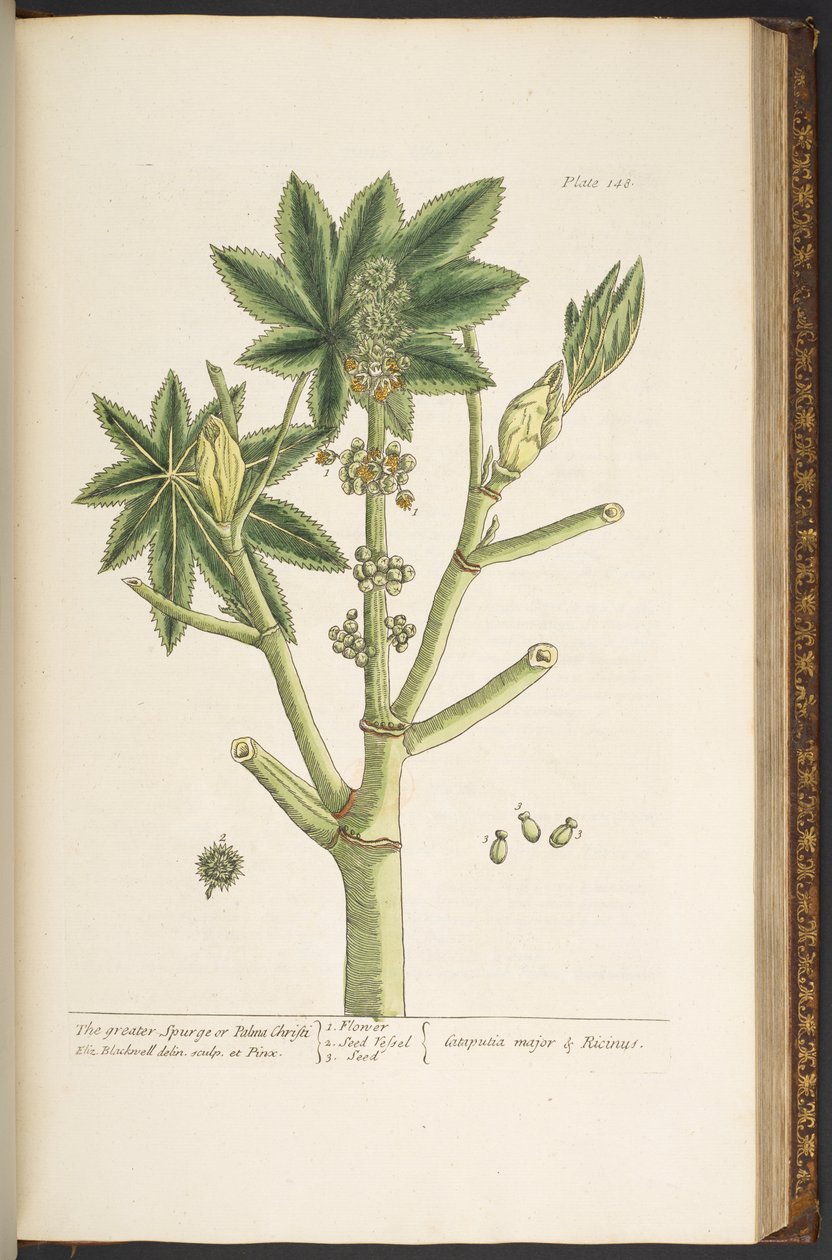 اللوحة 148 من A Curious Herbal بواسطة إليزابيث بلاكويل